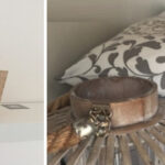(Italiano) milano residence chs